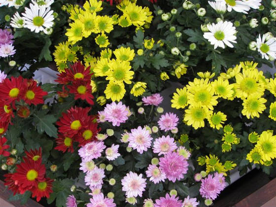 chrysanthemum_4309_high.jpg