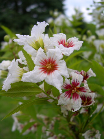 the_gardens_arboretum.jpg